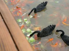 -泉州海丝野生动物世界