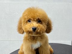 -翊宠yipet猫狗购宠庄园犬舍•猫舍