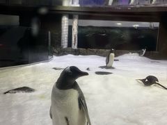 -悉尼海洋生物水族馆