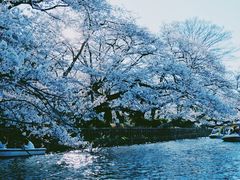 -井之头恩赐公园