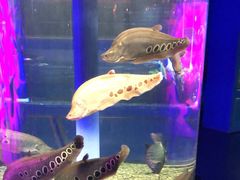 -沙沙哗啦海洋馆(华宇百花谷店)