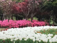 -上海鲜花港