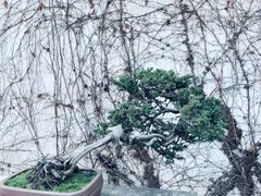 -拙政园
