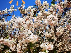 -天适樱花悠乐园