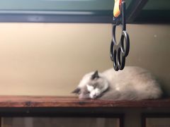 -猫咪博物馆(顶澳仔猫街店)