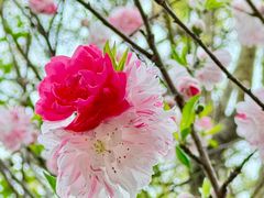 -南汇桃花村