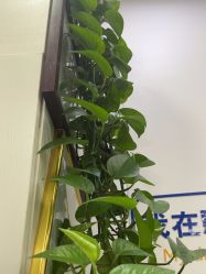 -青霖·飘逸造型