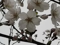 -高东镇樱花园