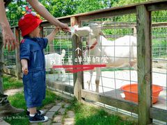 -前小桔亲子创意农场·草莓采摘·露营烧烤