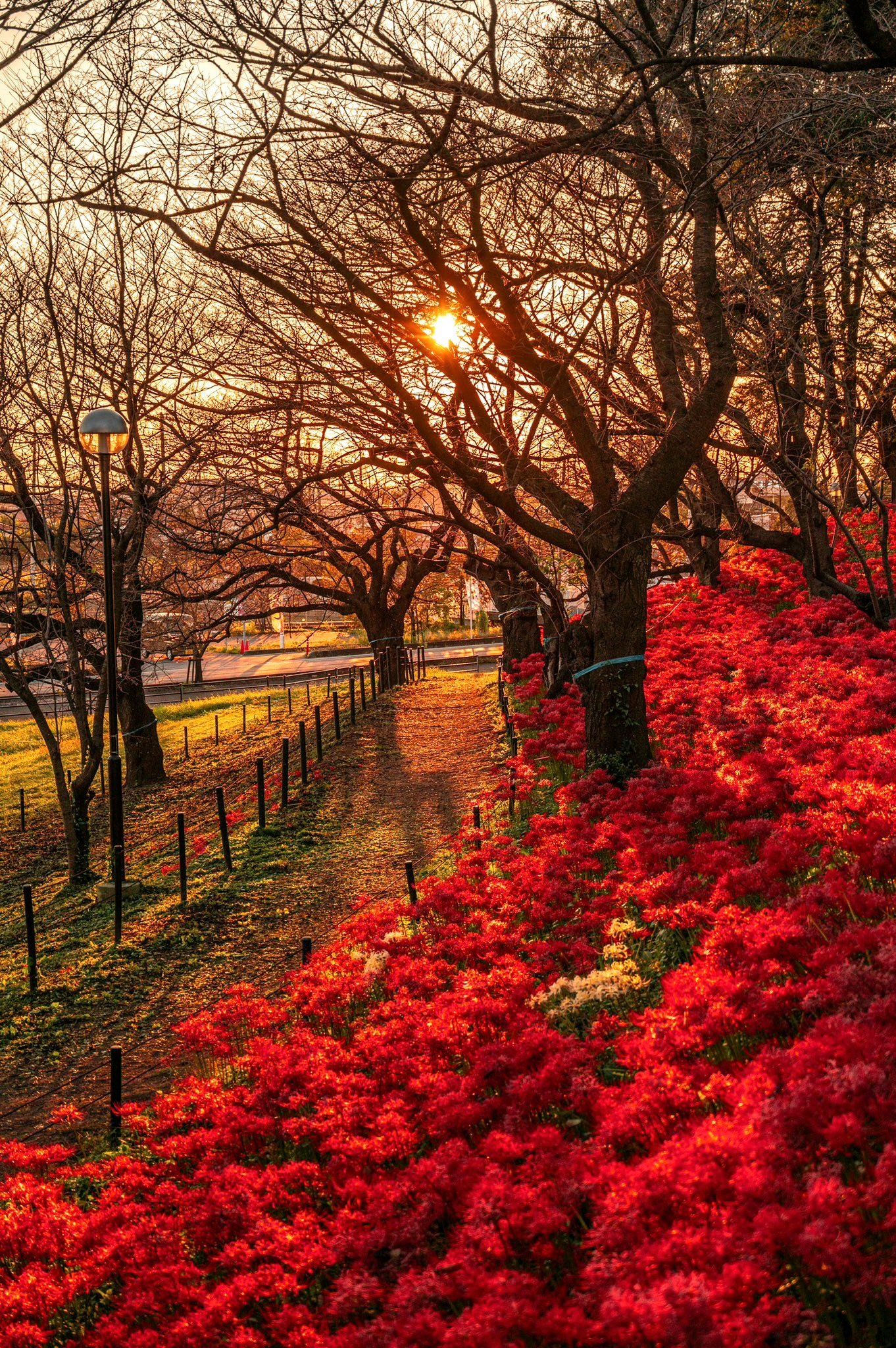夕阳下的彼岸花海