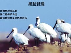 -大湾区中央湿地公园-十九涌