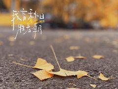 -三里屯东五街银杏大道