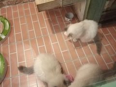 -猫咪博物馆(顶澳仔猫街店)