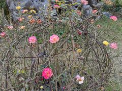 -渭南桃花源民俗文化园