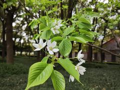 -陆家嘴中心绿地
