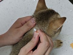 -宠颐生宠物医院·心肾内科·猫专科诊疗中心宠巢店