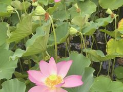 -莲花池公园