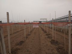 -白鹿原葡萄主题公园