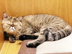 -滚猫咖啡·猫咖·猫友好撸猫(未来城店)