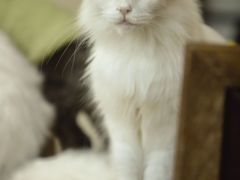 -猫小院猫主题餐厅(南锣旗舰店)