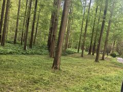 -黄海国家森林公园