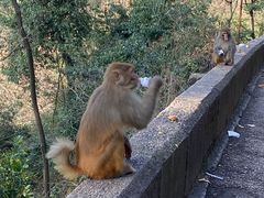 -黔灵山公园