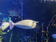 -太平洋海底世界