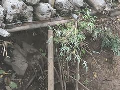 -野象谷景区