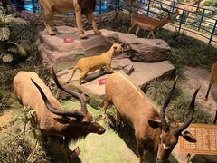 -陕西自然博物馆