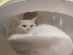 -猫域·湾主题猫咖·宠物吧(南坪城市广场店)