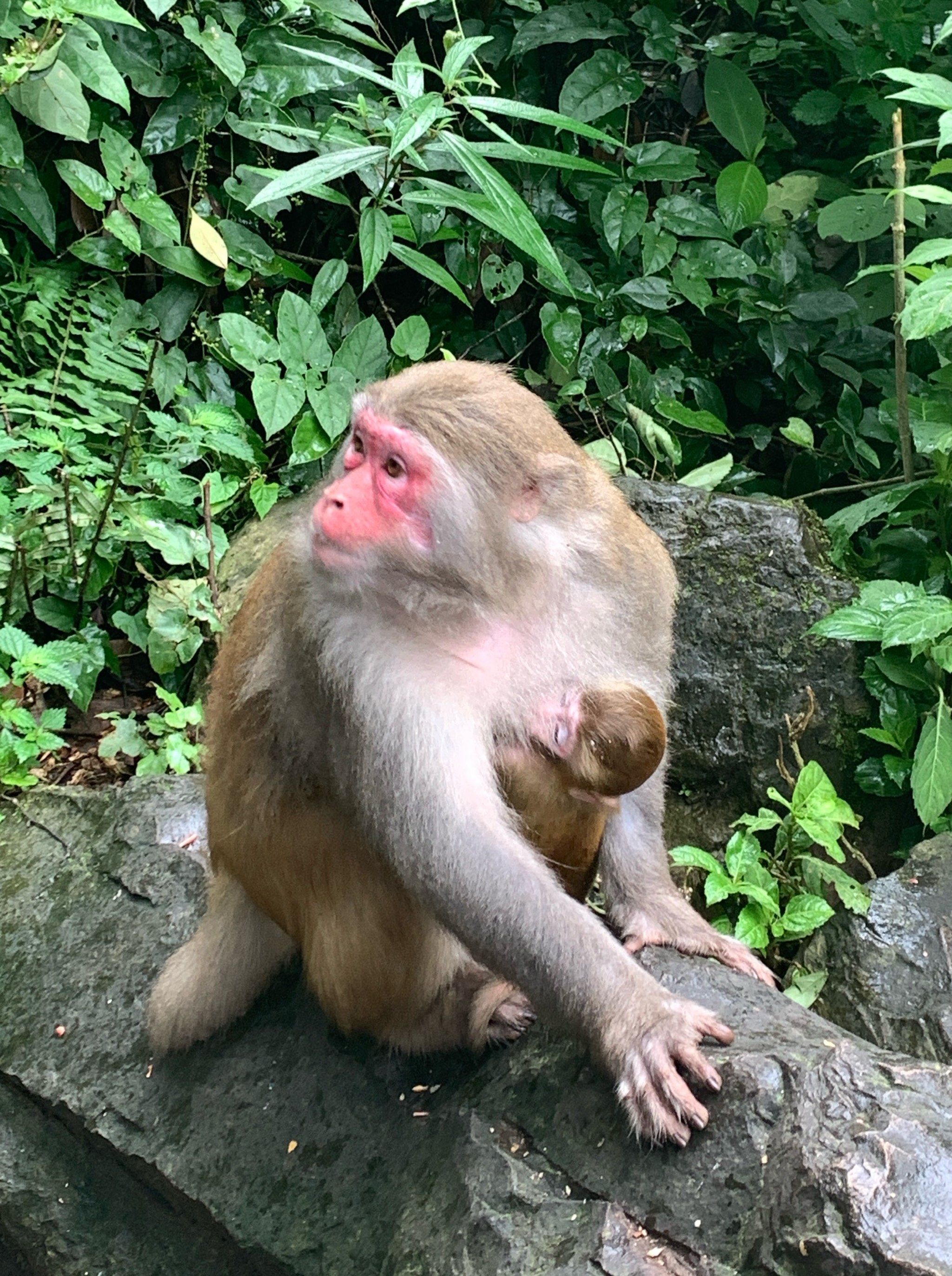 猴子的q萌摆pose