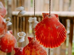 -Jungle Kitchen