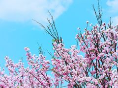 -天适樱花悠乐园