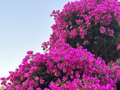 -莲花山公园