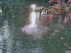 -秋霞圃