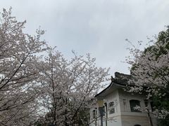 -武汉大学-樱园