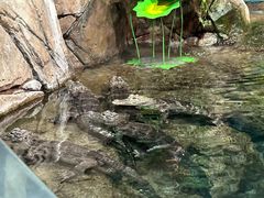 -上海海洋水族馆