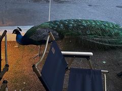 -J Create城市露营咖啡·简餐·宠物(上海动物园店)