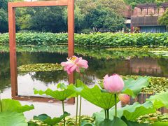 -陈家山荷花公园