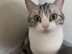 -关爱宠物医院·猫科中心·消化科(滨湖万达分院)