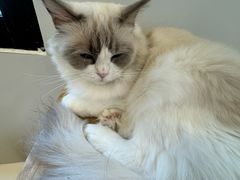 -有喵·猫咖·狗咖·40+猫狗有小奶狗(岗厦店)