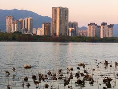 -飞来湖湿地公园