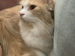 -袖虎·猫馆(体育西路店)