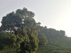 -午潮山国家森林公园