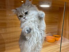 -猫十亿·布偶金渐层·曼基康矮脚猫舍(青年路店)