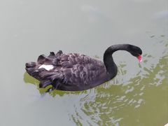 -西双版纳总佛寺