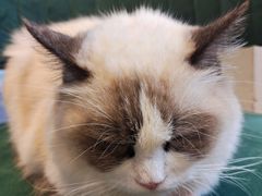 -喵喵咪呀布偶猫咖(春熙路店)