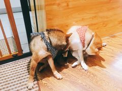 -柴务处·柴犬主题狗咖