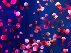 -成都浩海立方海洋公园