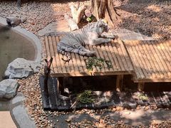 -麒麟中餐厅·经典粤菜·地道菜式老字号(广州长隆酒店)